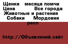 Щенки 4 месяца-помчи › Цена ­ 5 000 - Все города Животные и растения » Собаки   . Мордовия респ.